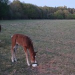 une pouliche dans un champ de l'Attrape-rêve