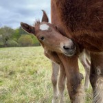 une pouliche joue derrière sa mère à l'Attrape-rêve