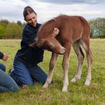 une pouliche est caressée à l'Attrape-rêve