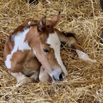 poulain l'Attrape-rêve cheval