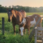 poulain l'Attrape-rêve cheval