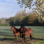 poulain l'Attrape-rêve cheval