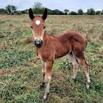 poulain l'Attrape-rêve cheval