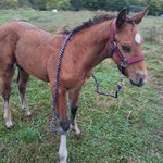 poulain l'Attrape-rêve cheval