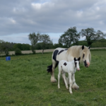 poulain l'Attrape-rêve cheval