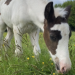 poulain l'Attrape-rêve cheval