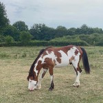 poulain l'Attrape-rêve cheval