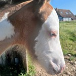 poulain l'Attrape-rêve cheval