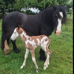 poulain l'Attrape-rêve cheval