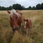 poulain l'Attrape-rêve cheval