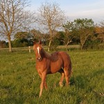 poulain l'Attrape-rêve cheval