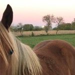 poulain l'Attrape-rêve cheval